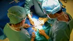 Premieră medicală în China: transplant de plămân de porc la un pacient aflat în moarte cerebrală