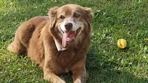 Legea Bob „Groparul”. Cum a schimbat un câine legislația privind înmormântarea animalelor de companie în São Paulo