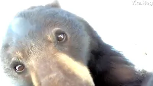 Un urs curios găseşte o cameră GoPro pierdută în zapadă. Ce a urmat, într-un video viral 