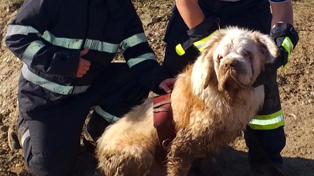 FOTO Un câine Saint-Bernard orb s-a ghidat după vocea unui pompier şi a fost salvat dintr-un lac