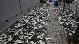 Supa de aripioară de rechin - industria ce cauzează în fiecare an moartea a 100 de milioane de animale - VIDEO