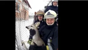 Imagini emoţionante cu două căprioare rătăcite, salvate de pompieri din Bistriţa şi Suceava | FOTO, VIDEO
