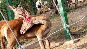 Căprioare de la Zoo, sfâşiate de câini fără stăpân. Specialiştii spun că de vină este epidemia de COVID-19