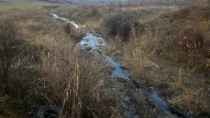 Poluare pe Someşul Mic: În aval de rampa de gunoi de la Pata Rât, bivolii fac baie în levigat | FOTO