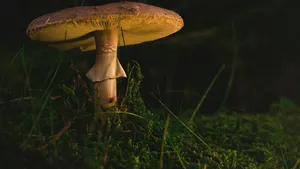 Studiu. Fibrele din ciuperci, bune împotriva gripei