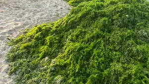 4.500 de tone de alge au fost strânse de pe litoral în luna august