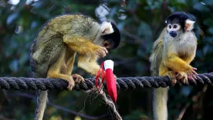 Grădina zoologică din Londra, închisă în weekend din cauza unui incendiu