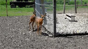 FOTO Cinci căprioare, ţinute ilegal în captivitate, au fost descoperite în gospodăria unui braşovean