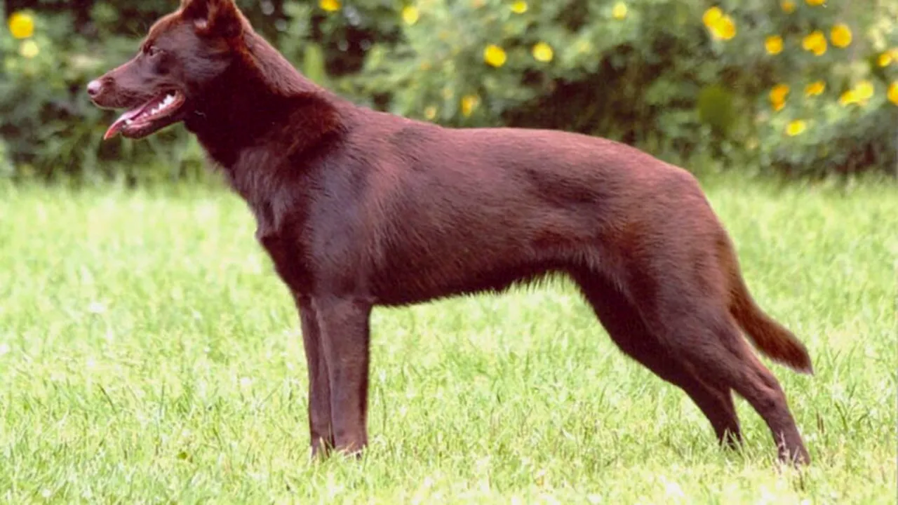 Câinele său avea cancer terminal. A cheltuit 40.000 de dolari pentru a-l congela și reînvia