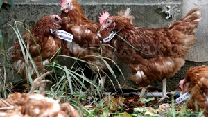 COMENTARIU: Alegeri sub zodia găinii