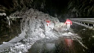 Mai mulți arbori căzuţi pe carosabil sub greutatea zăpezii