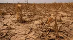 Marea Britanie, în pragul unei crize alimentare. Recoltele sunt compromise de vremea extremă