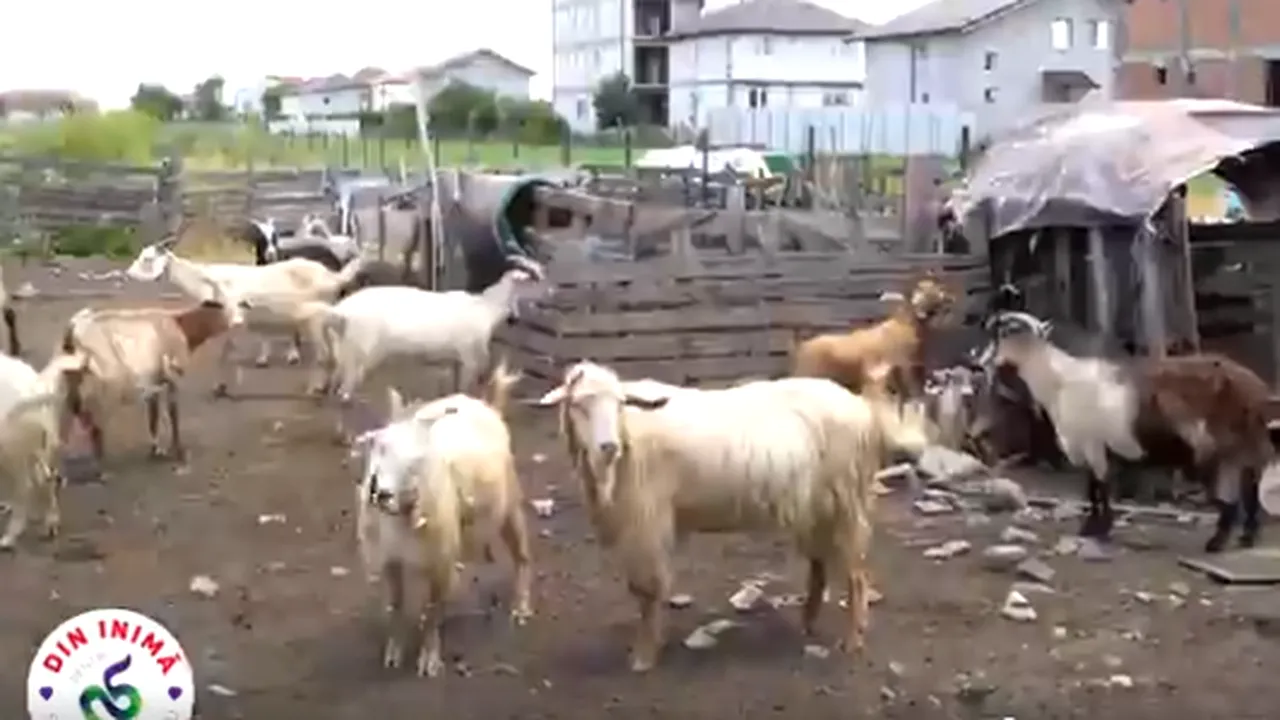 Stână dezafectată într-un sector al Capitalei, după ce ciobanul şi-a mutat oile