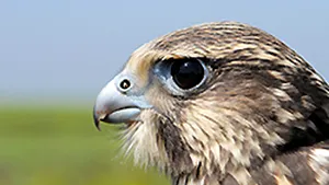 PREMIERĂ pentru România: Un cuib de şoim dunărean, supravegheat cu cameră video