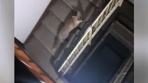 Vulpe filmată pe scările unui bloc dintr-o localitate din Buzău. Reacţia oamenilor: ”Şi-a cumpărat apartament?” | FOTO