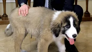 Vladimir Putin s-a plâns că puiul de ciobănesc bulgăresc îşi face nevoile în casă