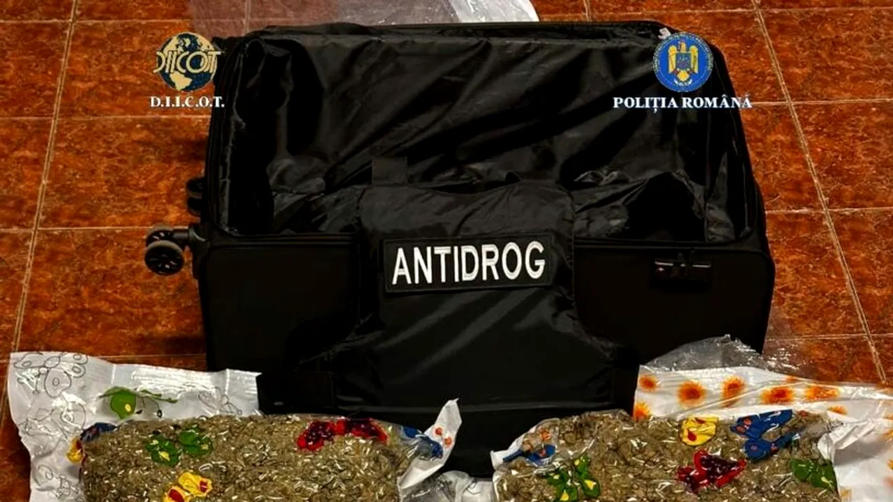 15 kilograme de canabis în saci vidați - descoperire a DIICOT la Cluj