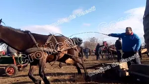Cai loviţi cu bestialitate, de Bobotează, într-o comună din Dâmboviţa. IMAGINI cu puternic impact emoţional