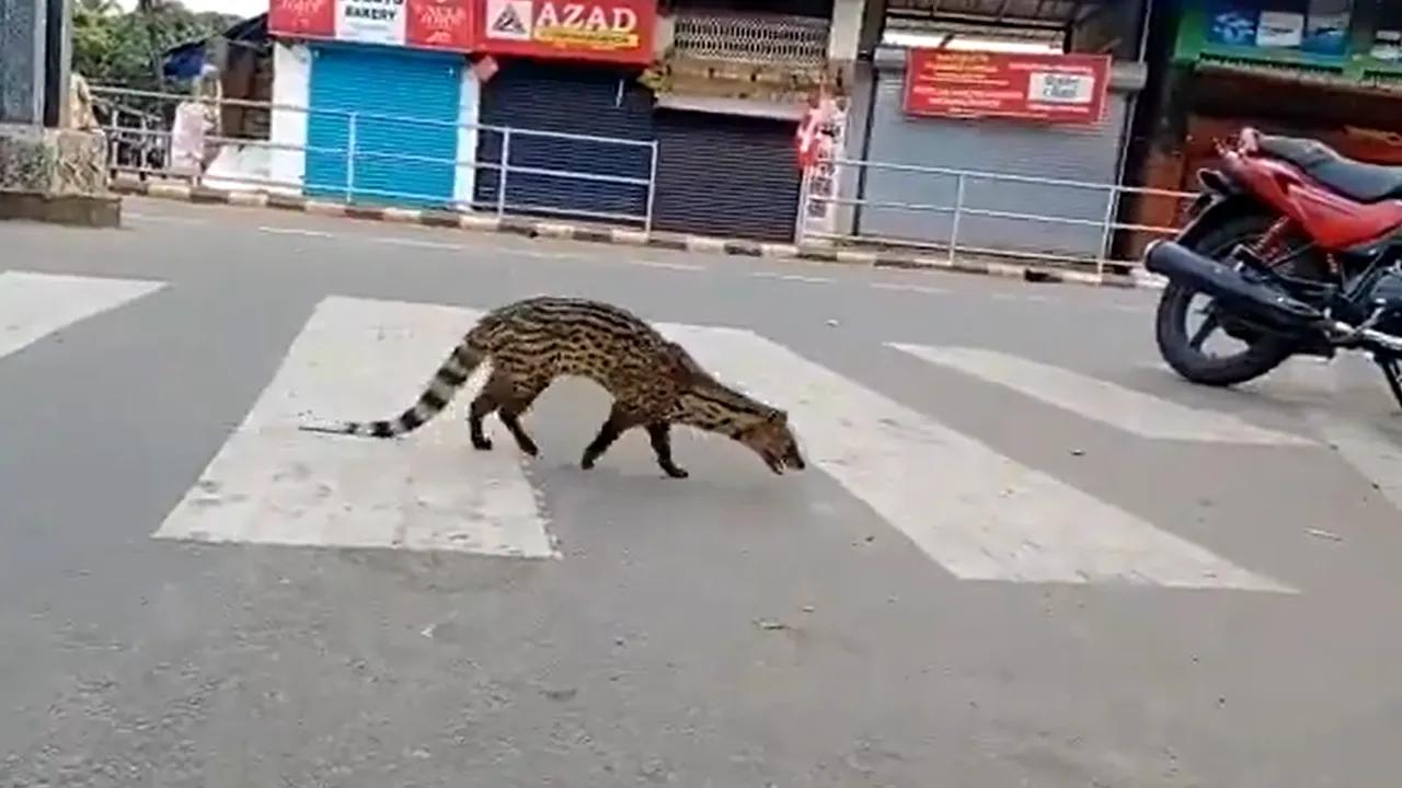 VIDEO. Un animal care nu a mai fost văzut din 1990 apare pe străzile unui oraş din India, în timpul izolării