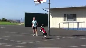 Un câine-baschetbalist, vedetă pe YouTube. Vezi cum se descurcă cu mingea de baschet - VIDEO