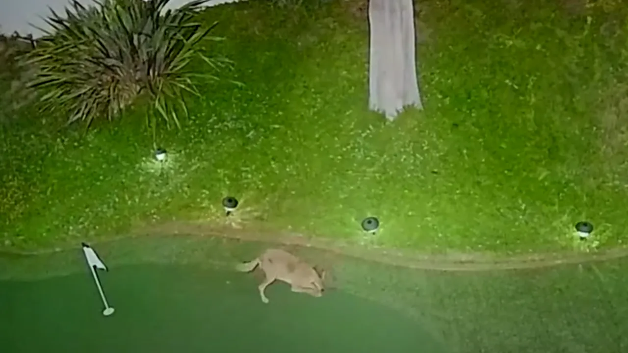 VIDEO. Un coiot pasionat de golf. Proprietarul casei nici nu visa ce se petrece în curte, în timpul nopţii