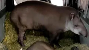 O familie de tapiri a fost salvată de bombele din Harkov

