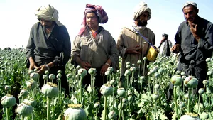 SUA şi-au schimbat strategia faţă de producţia de opium în Afganistan