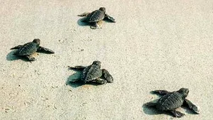 Câţiva pui de broască ţestoasă au greşit drumul spre mare şi au ajuns într-un restaurant