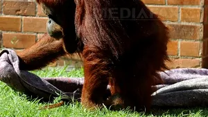 Justiţia argentiniană a decis că urangutanii sunt 