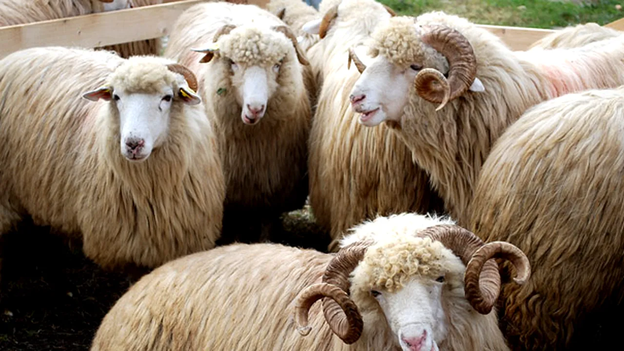 O lege nouă lasă animalele exportate din România să se sufoce la călduri de peste 35 grade Celsius