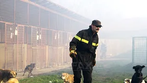 Zeci de câini au murit în urma unui incendiu izbucnit la un adăpost de lângă Timişoara