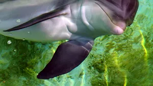 Delfinii, capabili să înţeleagă moartea? Cum se comportă animalele când un membru al grupului moare  - FOTO