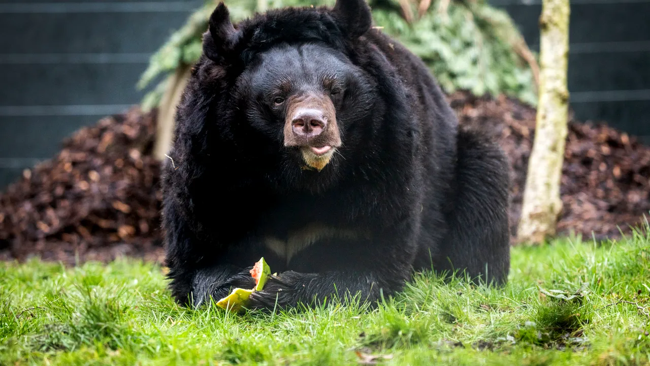 Un urs rănit într-o explozie la o grădină zoologică din Ucraina a fost salvat şi trimis în Scoţia