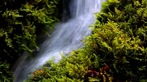 Cătunul izolat din Banat în care mai locuieşte un singur om: Un drum forestier este singura legătură cu lumea 