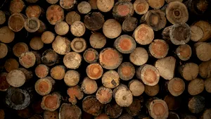 Diana Buzoianu: Trei dosare penale după controale la depozite de lemn din apropierea Bucureștiului