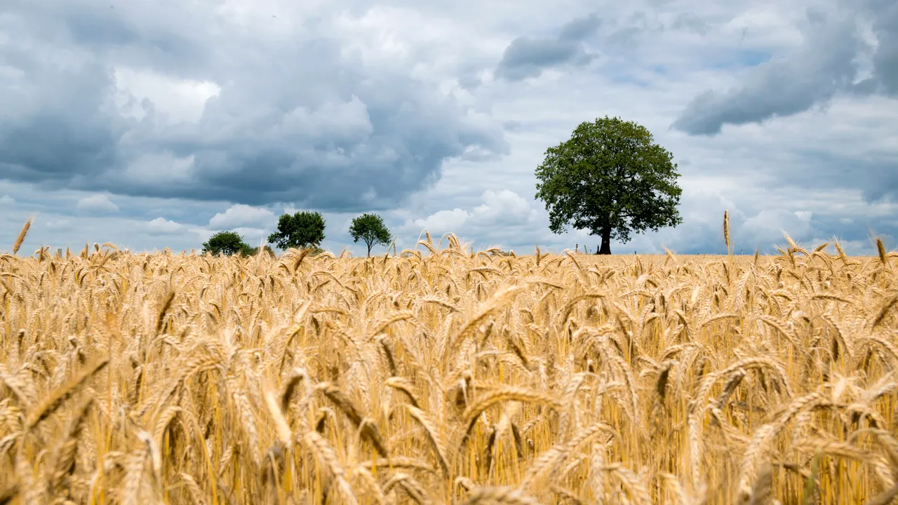 Criză alimentară în urma invaziei Rusiei. Ucraina vrea să exporte cerealele pe cale ferată, după ce porturile de la Marea Neagră sunt blocate