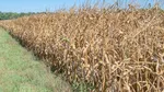 Cum a ajuns un fragment de rachetă chinezească într-un lan de porumb din Minnesota