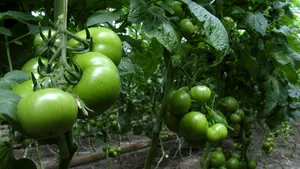 Tomate, smochini şi stupi: acoperişurile din New York se transformă în ferme