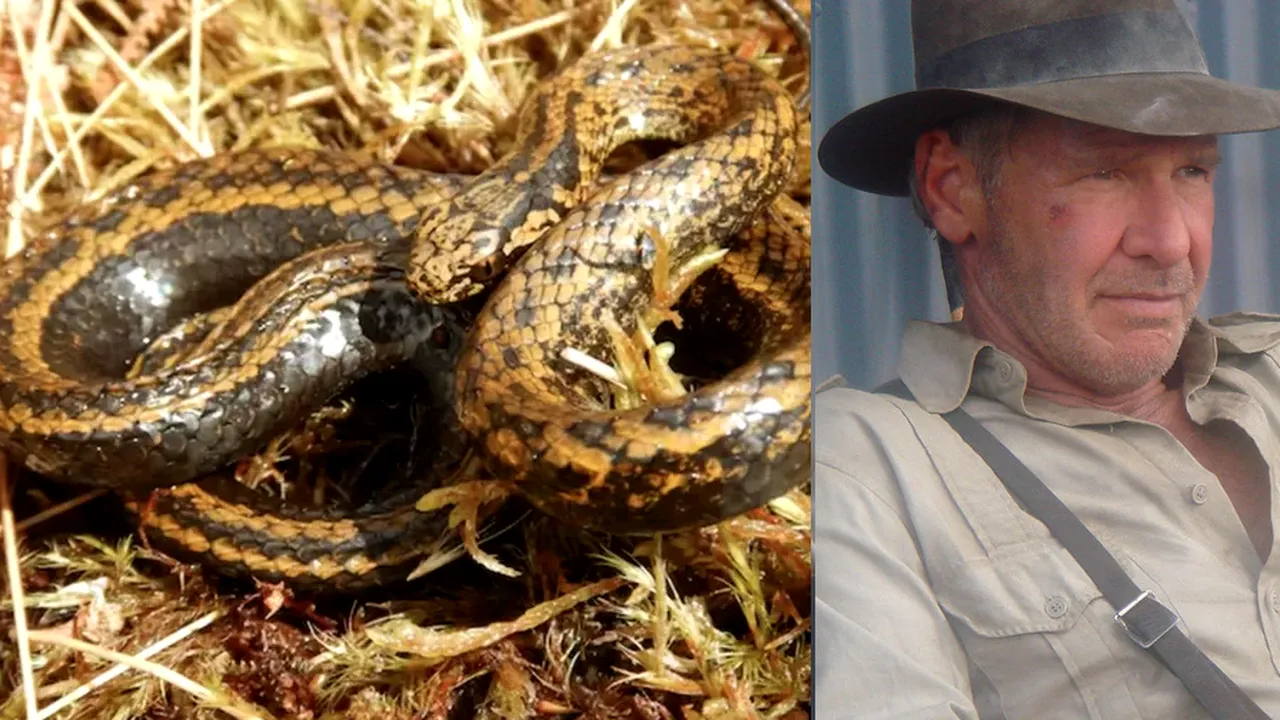 O nouă specie de şarpe a fost botezată după actorul Harrison Ford