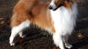 Lassie, pe primul loc în topul celor mai talentate vedete din lumea animalelor