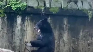 VIDEO Primul urs ninja există! Bruce Lee ar fi invidios să-l vadă!