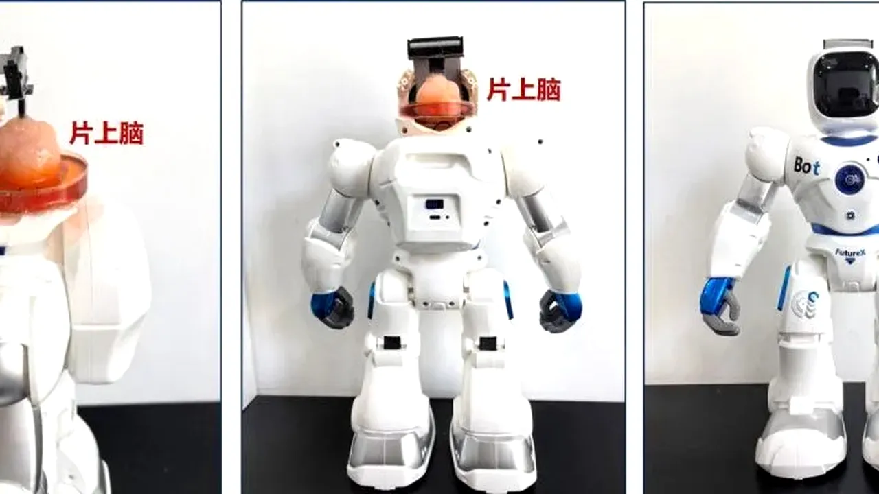 Cercetătorii dezvoltă primul robot cu creier din celule stem umane