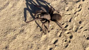 „E timid și mușcă rar”. O specie de păianjen cu venin necrozant, identificată pentru prima dată în Peninsula Iberică