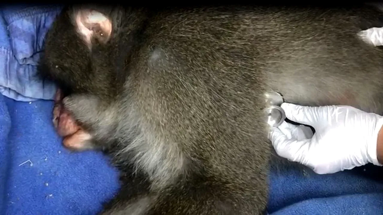 Dosarul maimuţei găsite în Sectorul 5 al Capitalei: Percheziţii la casa lui Nuţu Cămătaru/ Poliţiştii au găsit mai multe animale exotice | VIDEO 
