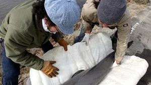 Uimitor: Pui de delfin salvat dintr-o orezărie din Japonia, la două săptămâni după tsunami - FOTO