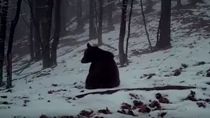 VIDEO Ursul acrobat din Parcul Natural Putna: Animalul a fost surprins în timp ce se joacă şi face tumbe prin zăpadă