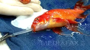 Un peştişor de acvariu, operat cu succes în Australia