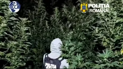 VIDEO Cultură de canabis cu plante de până la 4 metri înălțime într-o pădure din Dâmbovița. Doi bărbați, arestați