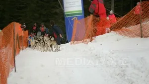 Harghita: Primul concurs de atelaje canine din acest sezon, desfăşurat pe zăpadă adusă cu căruţe
