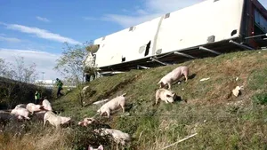 Argeş: Un TIR încărcat cu porci s-a răsturnat pe A1. 30 de animale au căzut pe marginea drumului - FOTO